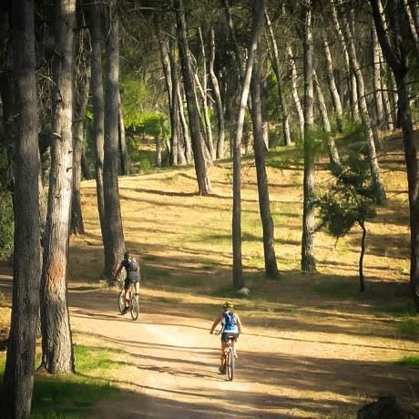 Cartell El Bosquet de Moixent